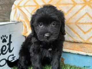 Mixed Breed dogs Nina - Ad 34