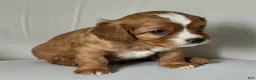 Cavachon dogs for sale: Little Big Dude - Ad 3