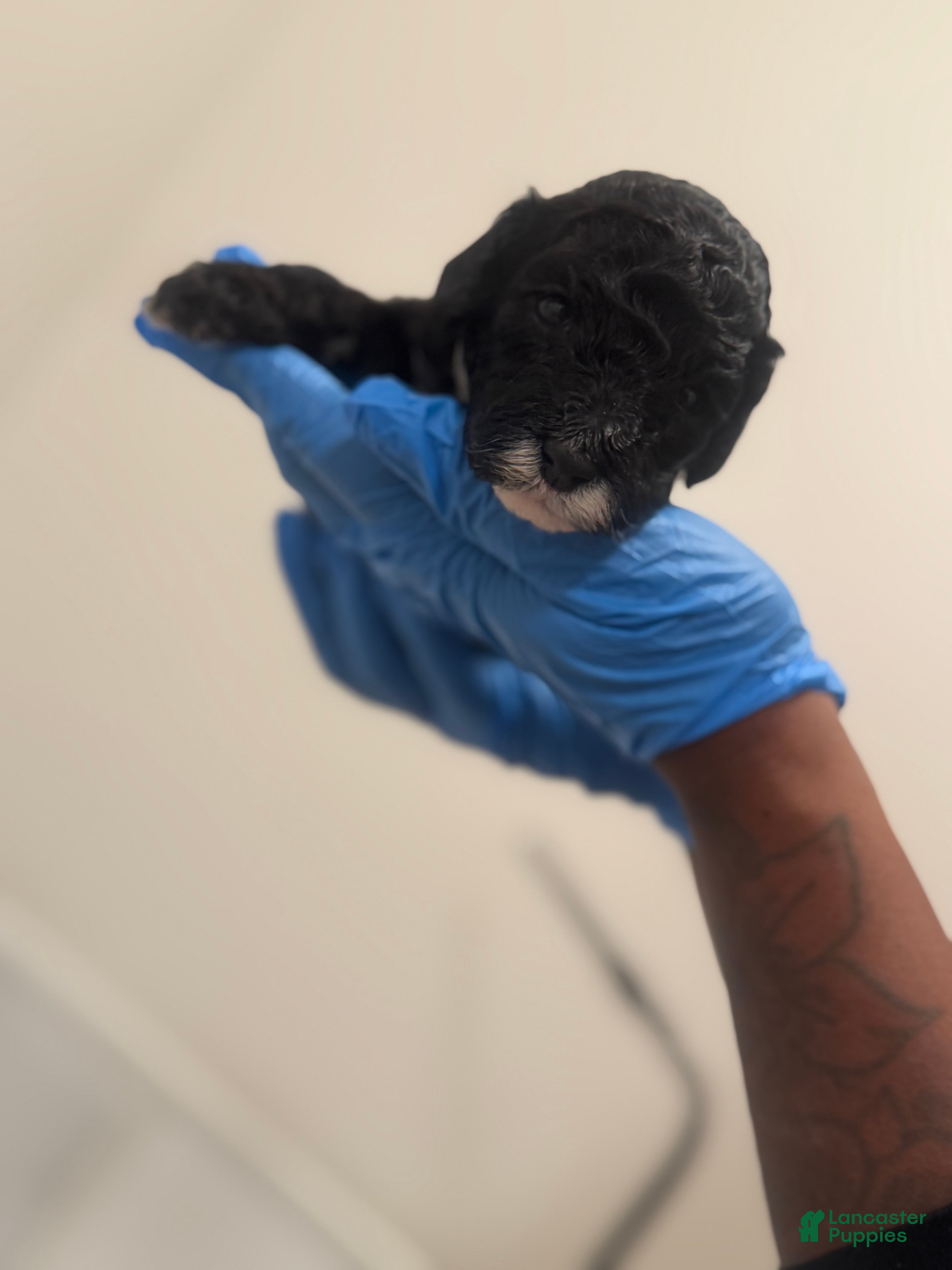 Mini Goldendoodle dogs Mini Goldendoodle “Oreo”  - Ad 4