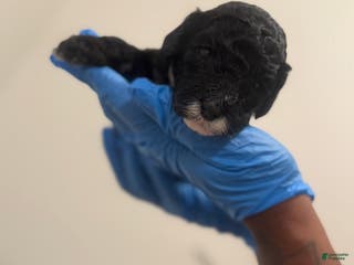 Mini Goldendoodle dogs Mini Goldendoodle “Oreo” - Ad 33