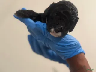 Mini Goldendoodle dogs Mini Goldendoodle “Oreo” - Ad 6