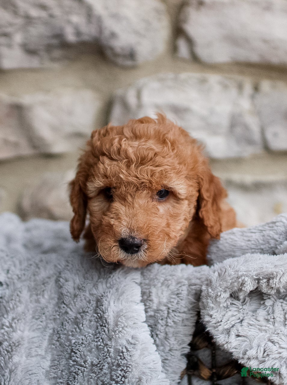 Mini Bernedoodle dogs Duke  - Ad 42