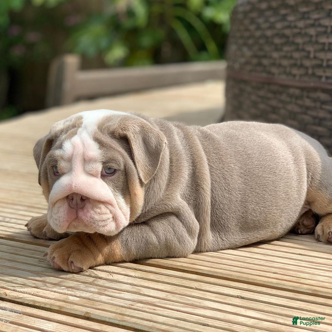 English Bulldog dogs English Bulldog Puppy 3 - Ad 40
