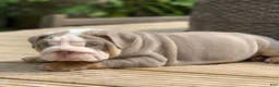 English Bulldog dogs for sale: English Bulldog Puppy 3 - Ad 1