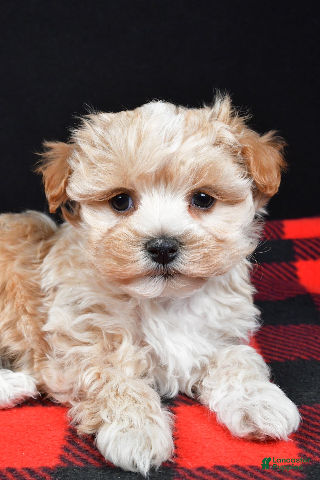 Maltipoo dogs for sale: Franklin - Ad 3