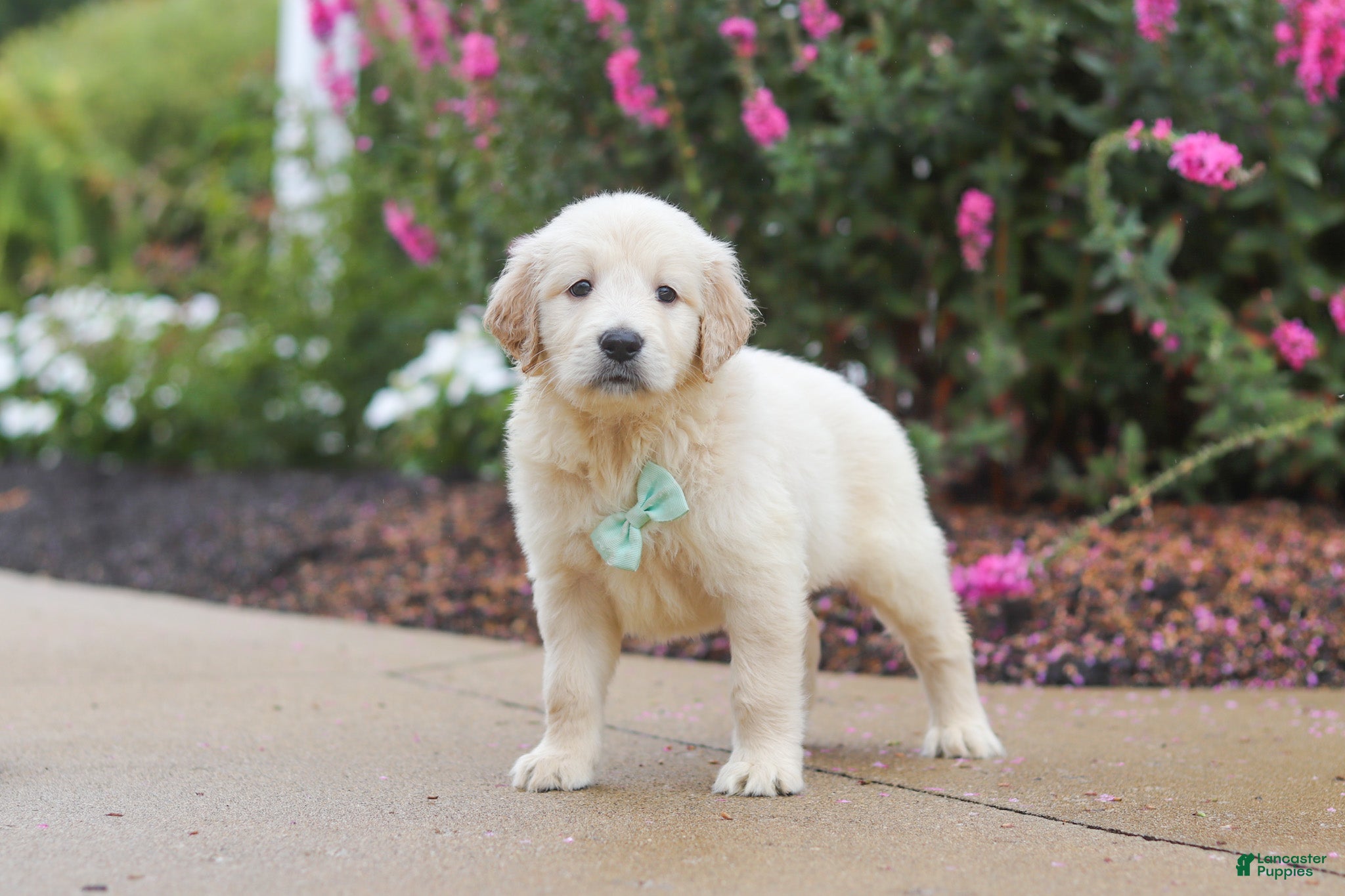 Golden Retriever dogs Briggs - Ad 1