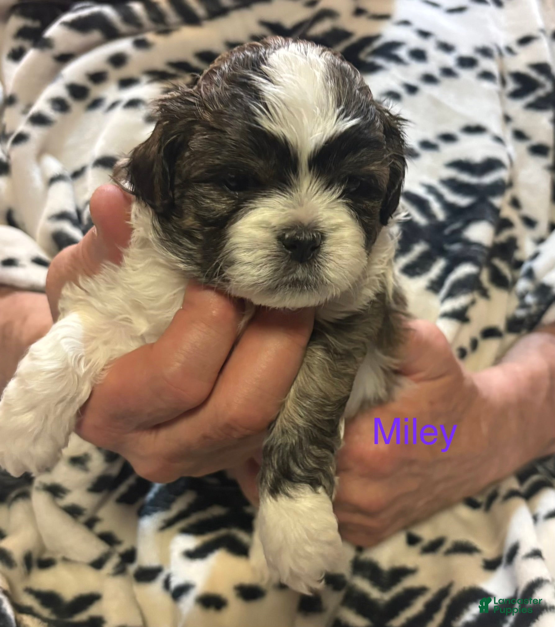 Shih Tzu dogs Miley - Ad 1