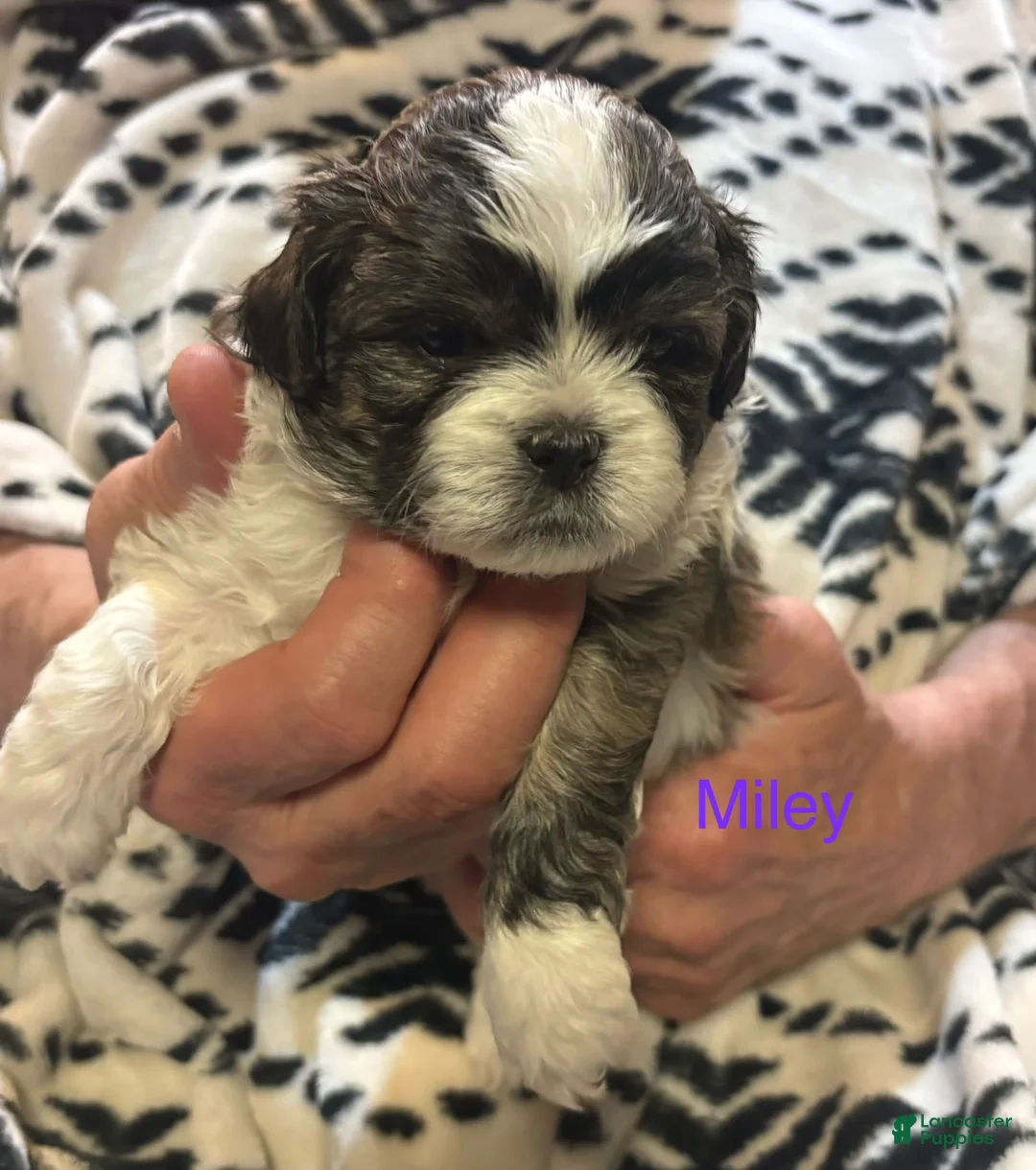 Shih Tzu dogs for sale: Miley - Ad 1