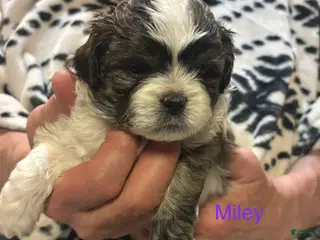 Shih Tzu dogs for sale: Miley - Ad 2