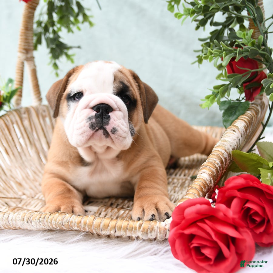 English Bulldog dogs Timbo - Ad 2