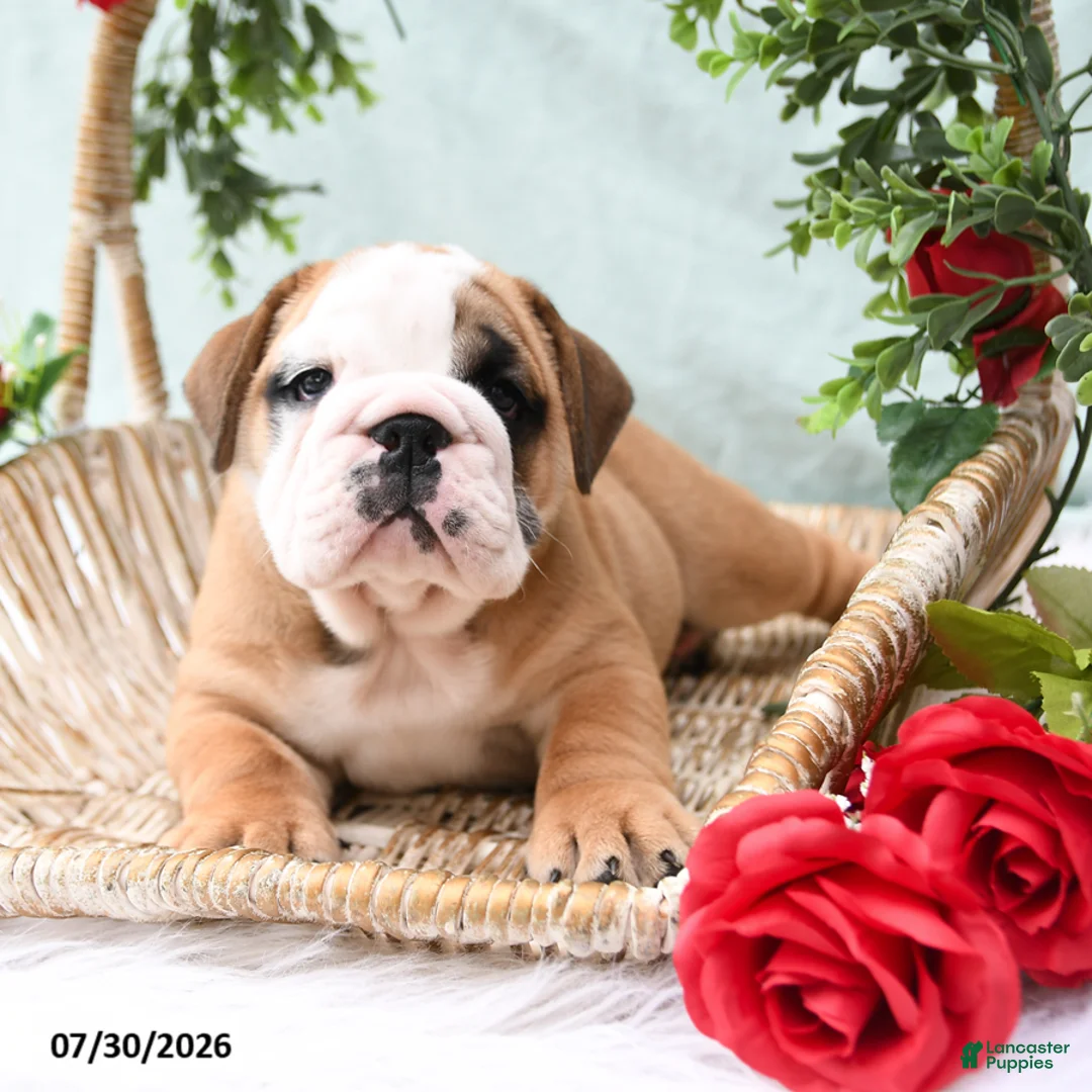 English Bulldog dogs for sale: Timbo - Ad 2