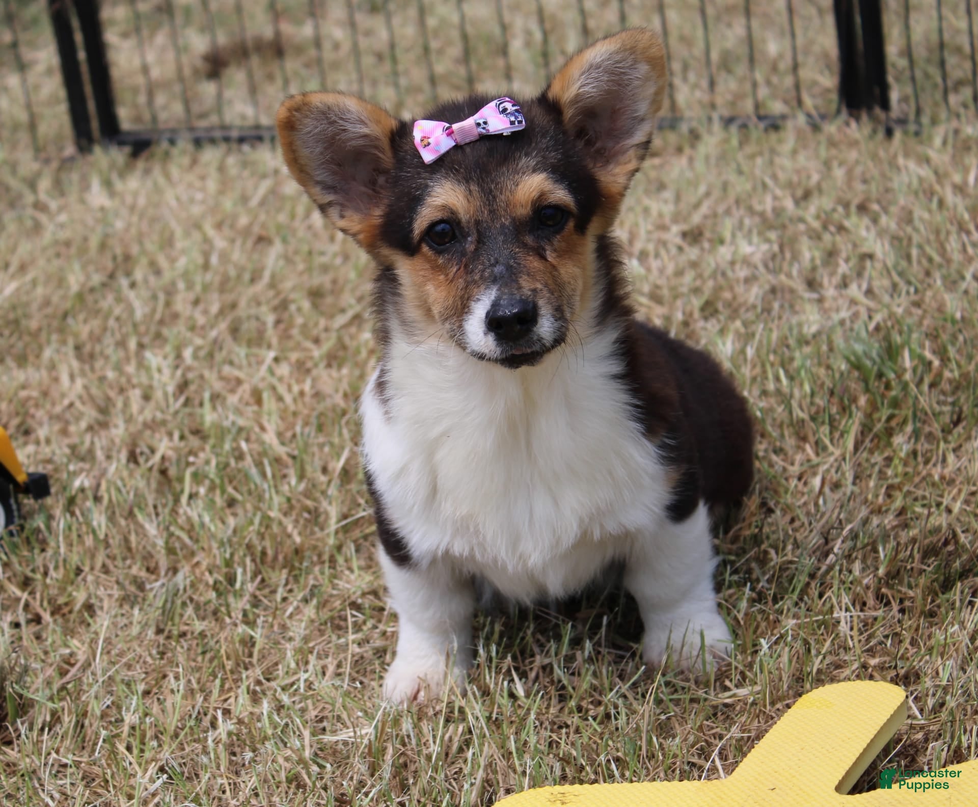 Pembroke Welsh Corgi Dalmatian Mixed With Corgi Welsh Corgi