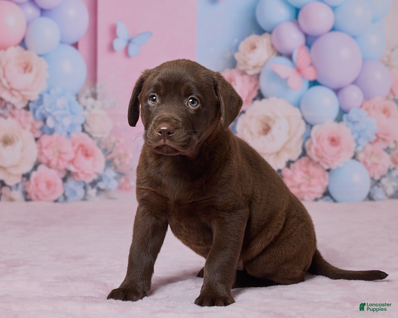 Labrador Retriever dogs Harbor - Ad 2