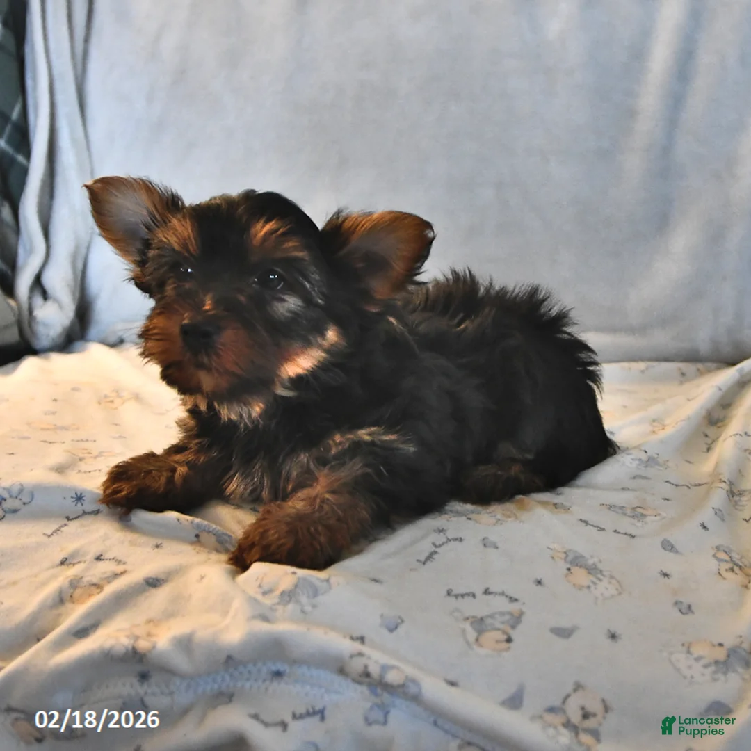 Yorkshire Terrier dogs for sale: Ranger - Ad 4