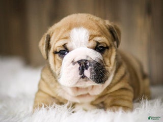 English Bulldog dogs - Ad 17