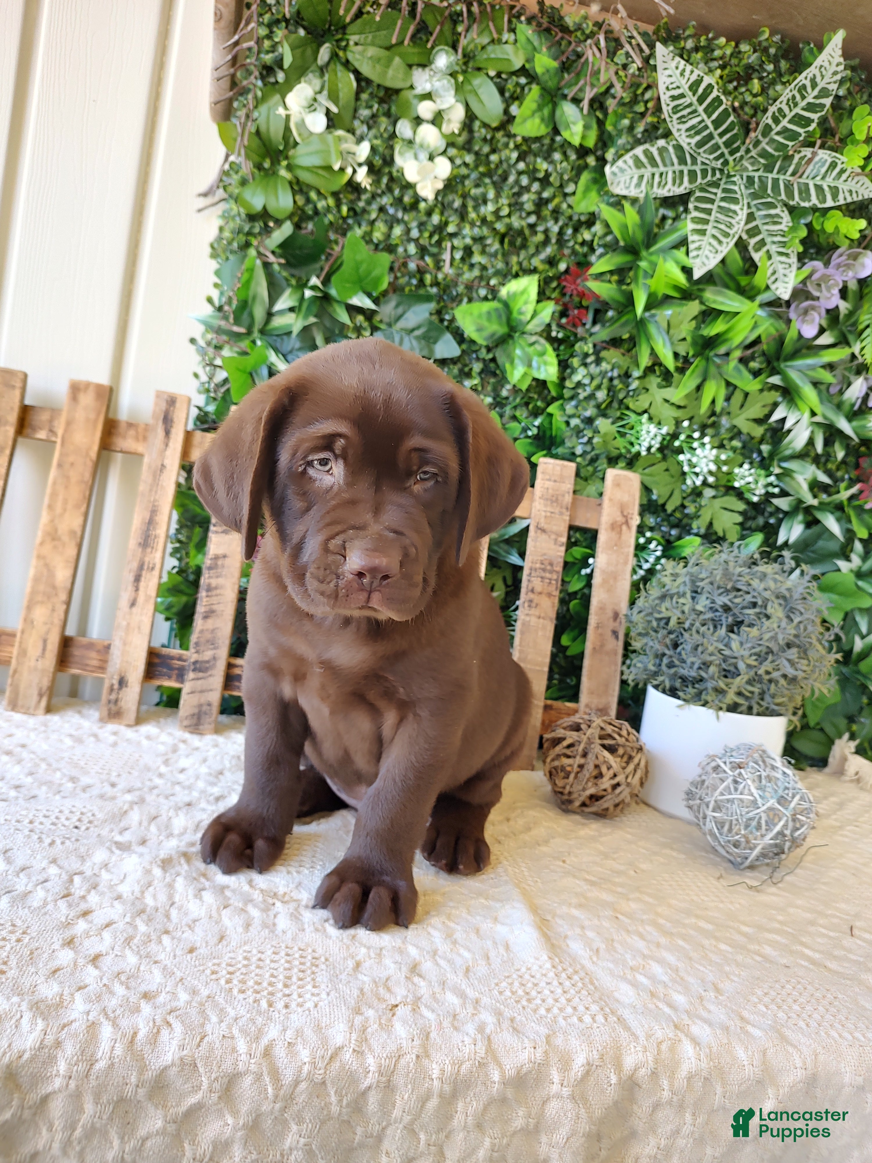 Labrador Retriever dogs for sale: Otis - Ad 3