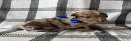 Mixed Breed dogs for sale: Tucker - Ad 3