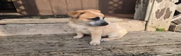 Australian Cattle Dog dogs for sale: Daisy - Ad 4