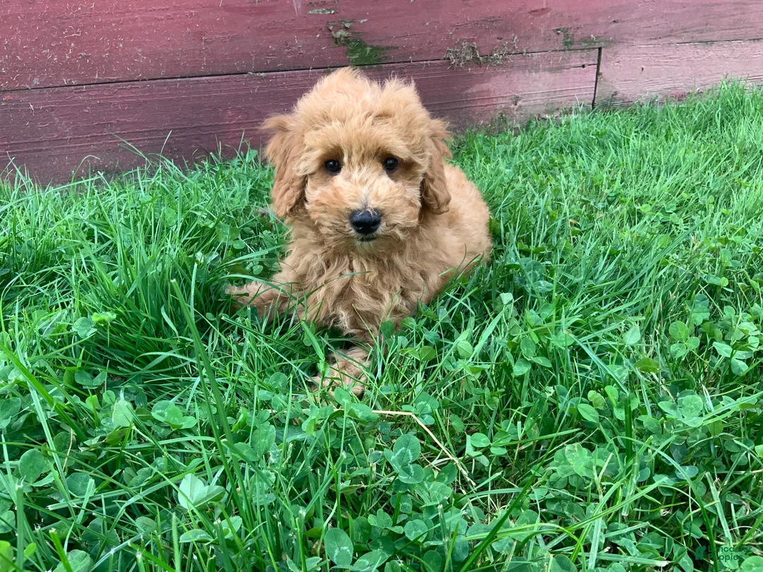 Miniature Poodle dogs for sale: Dicky - Ad 1