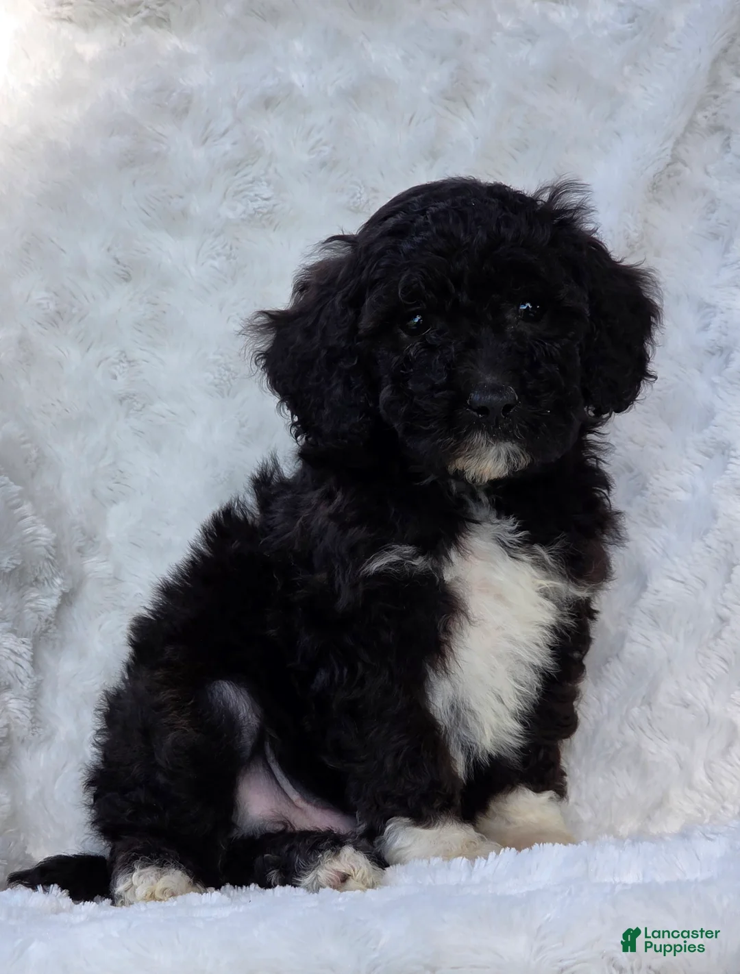 Mini Goldendoodle dogs for sale: Barry - Ad 5