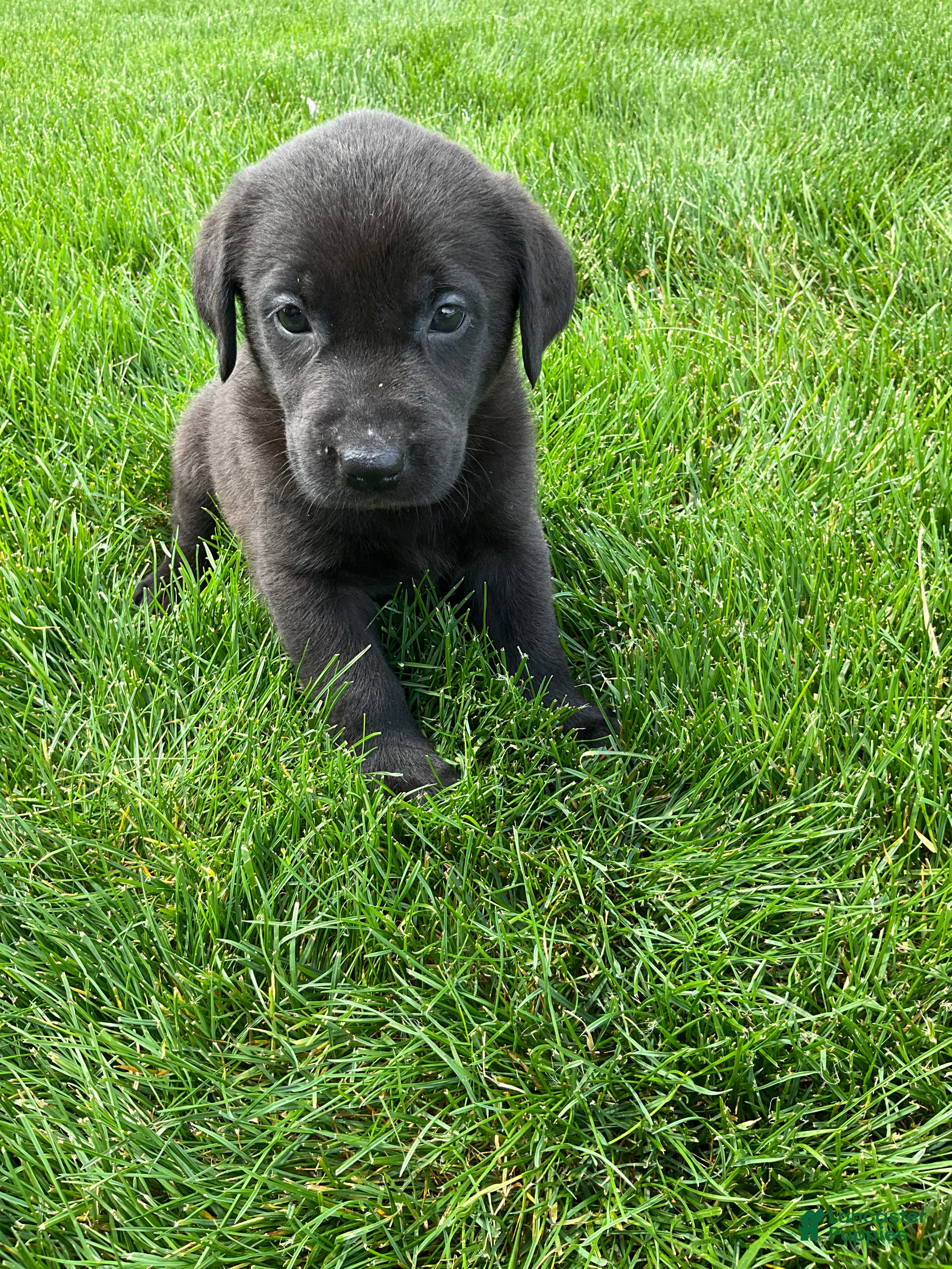 Labrador Retriever dogs for sale: Mavin - Ad 3