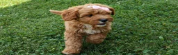 Cavapoo dogs for sale: NELLIE - Ad 3