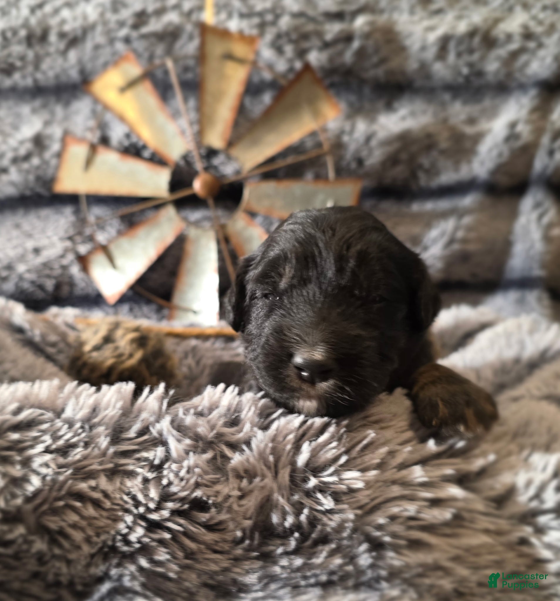 Bernedoodle dogs Bernedoodle Puppy 9 - Ad 20