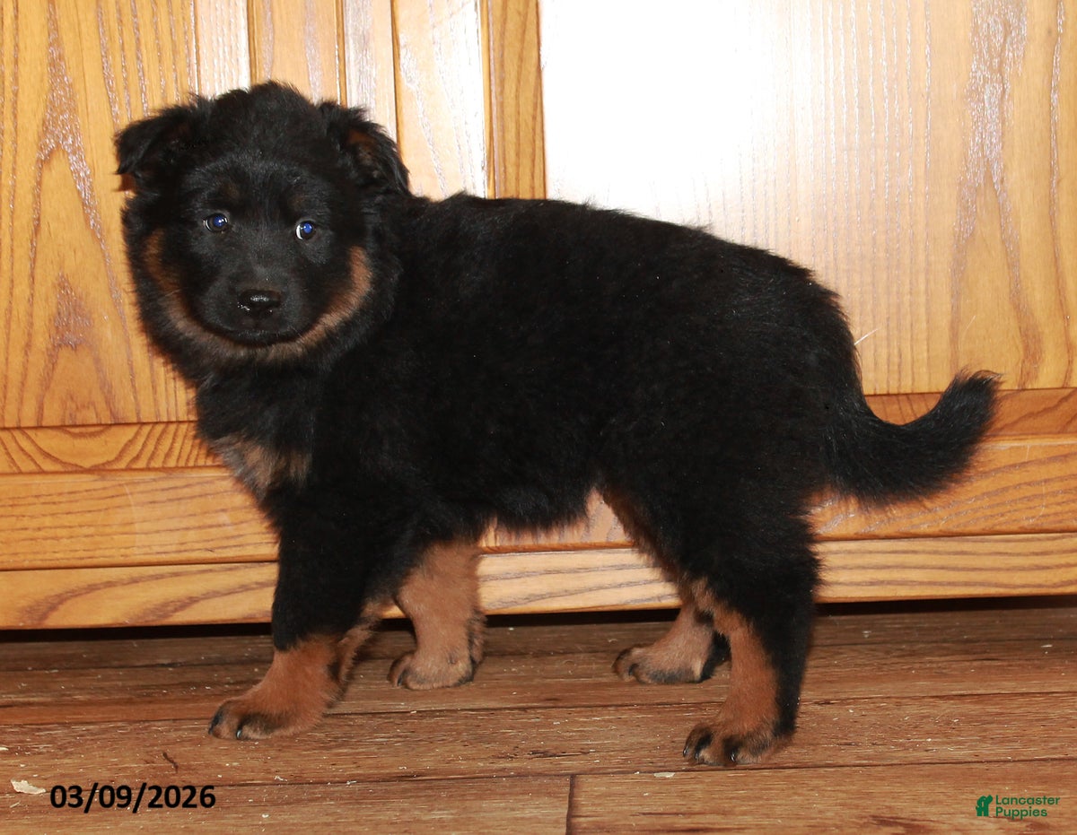 Mixed Breed dogs Midnight - Ad 1