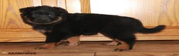Mixed Breed dogs for sale: Midnight - Ad 1
