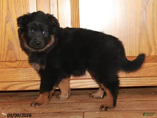 Mixed Breed dogs for sale: Midnight - Ad 2
