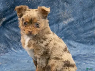 Chihuahua dogs Hudson - Ad 5