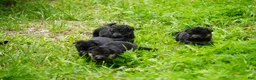 German Shepherd dogs for sale: German Shepherd 1 - Ad 5