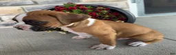 Boxer dogs for sale: Dan - Ad 5
