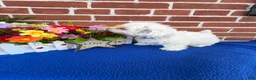 Shih Tzu dogs for sale: Pokie - Ad 4