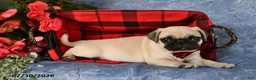 Pug dogs for sale: Butch - Ad 5