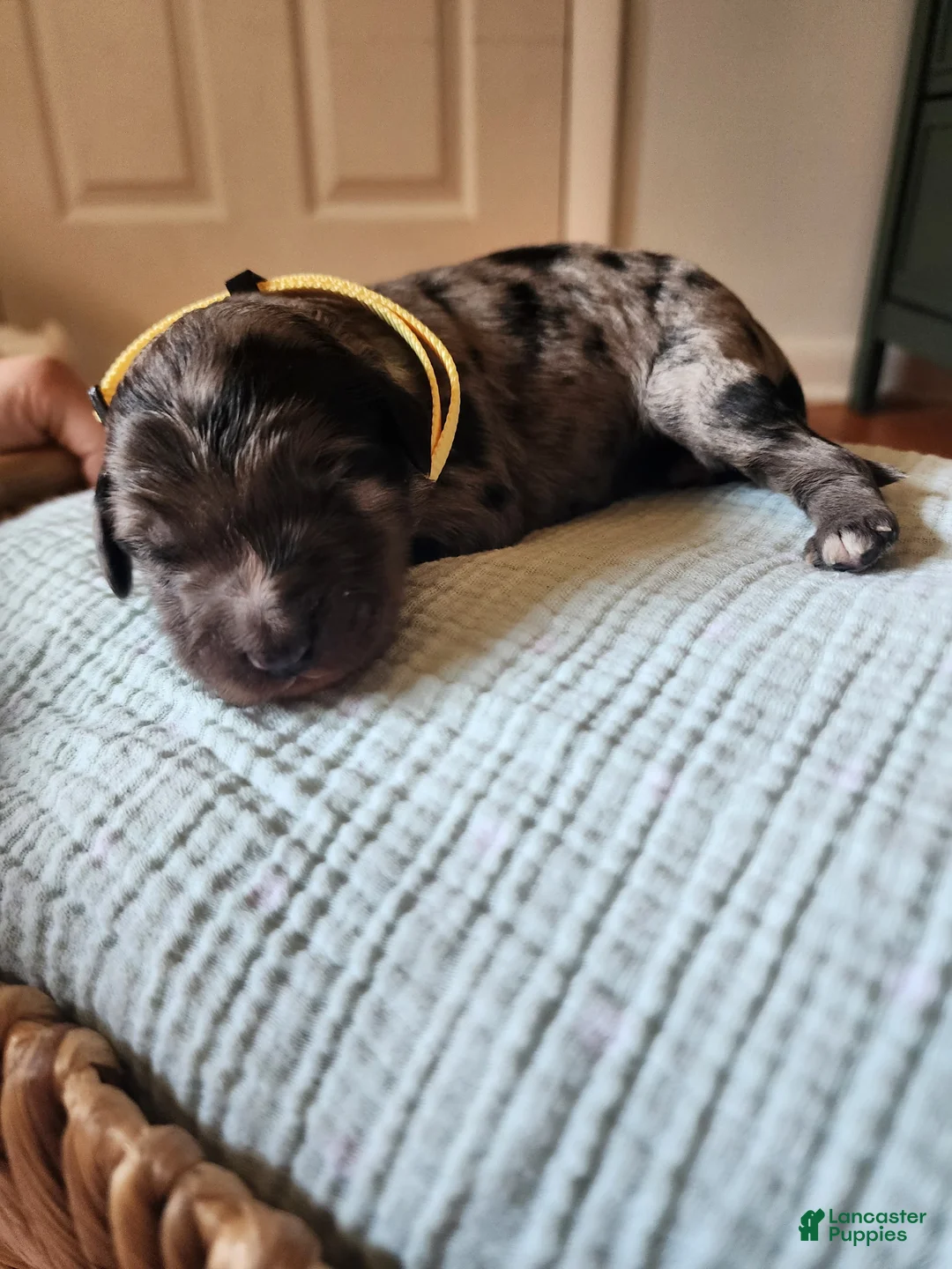 Mixed Breed dogs for sale: Artemis  - Ad 2