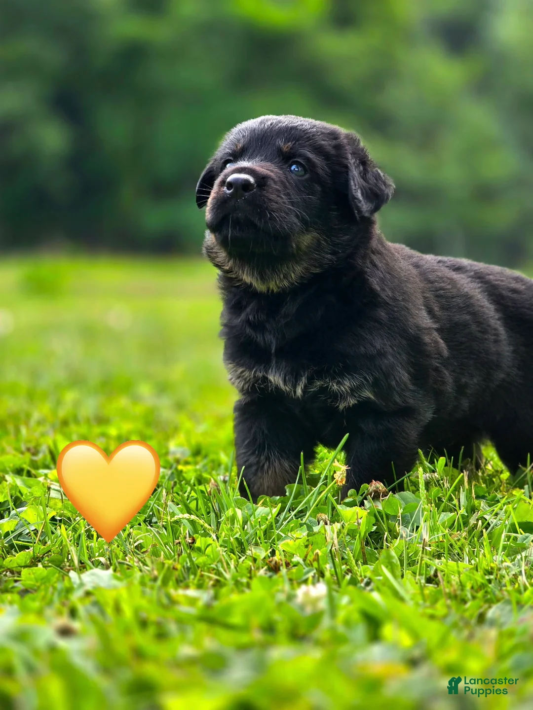 Mixed Breed dogs for sale: Apollo - Ad 2