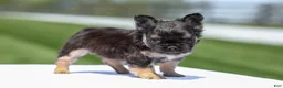 French Bulldog dogs for sale: Jade - Ad 10