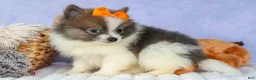 Pomeranian dogs for sale: Easton🐾 - Ad 9