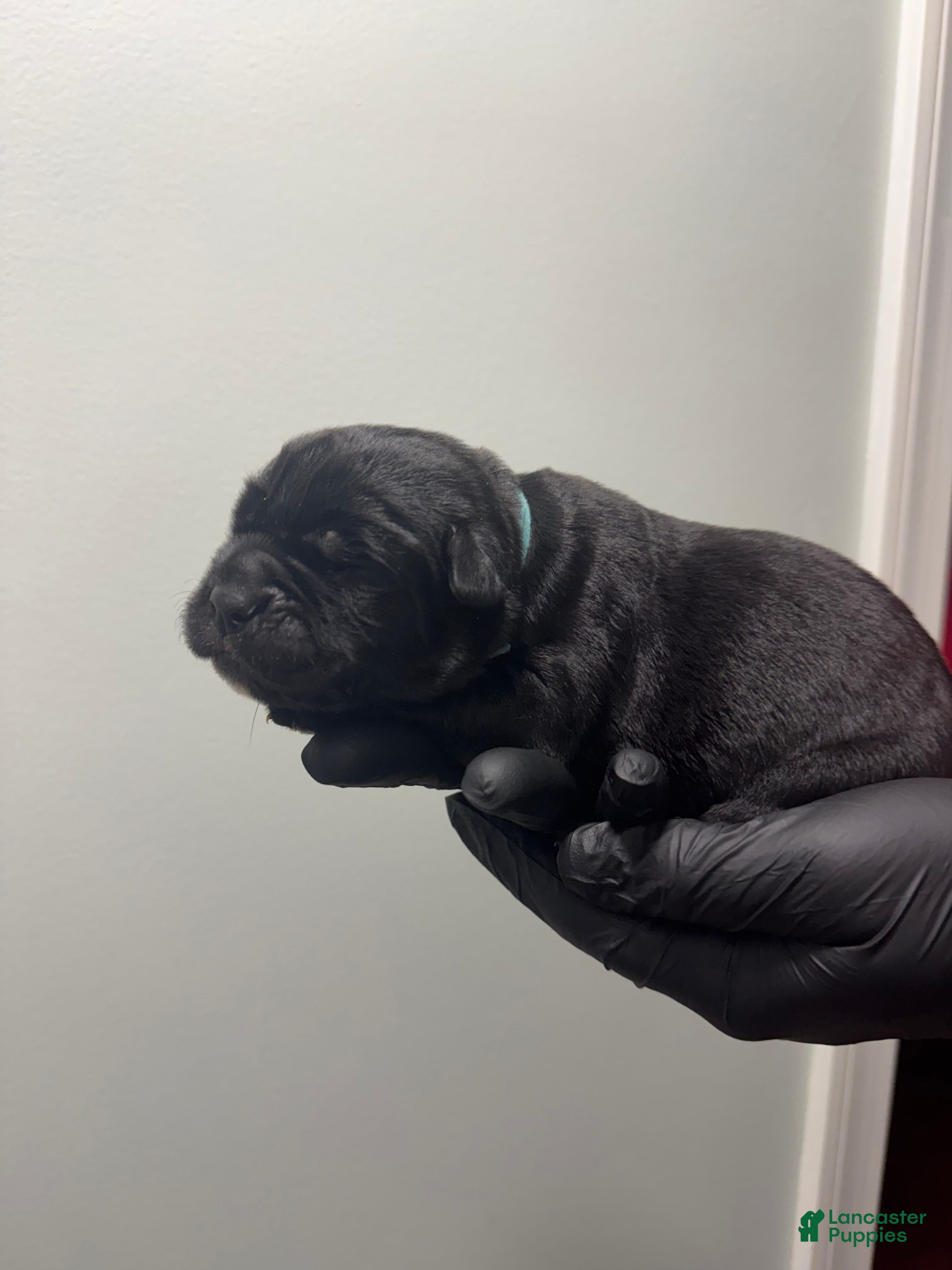 Cane Corso dogs Vito  - Ad 20