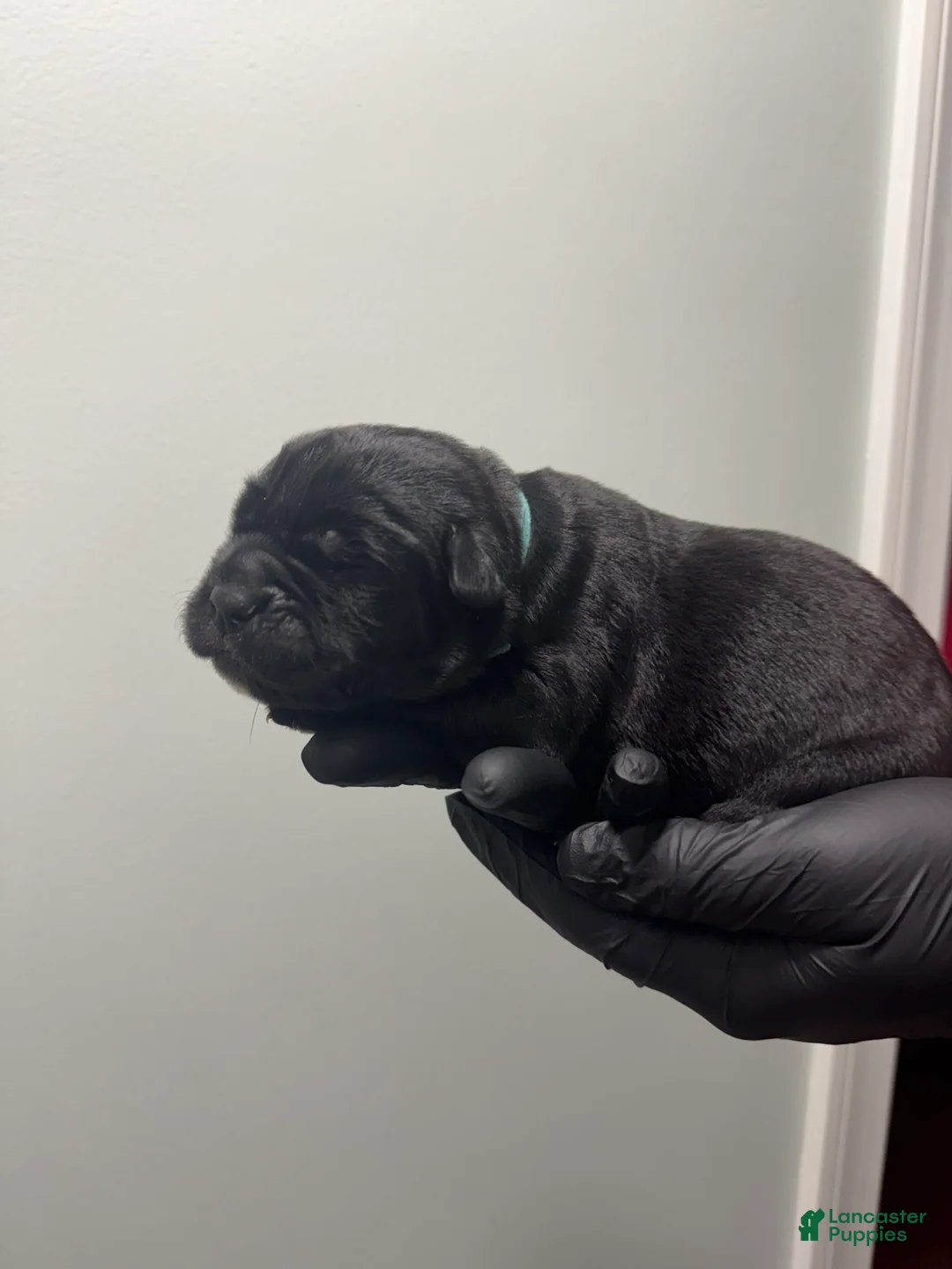 Cane Corso dogs for sale: Vito  - Ad 1