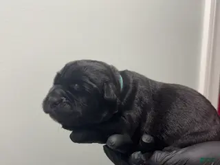 Cane Corso dogs Vito - Ad 20