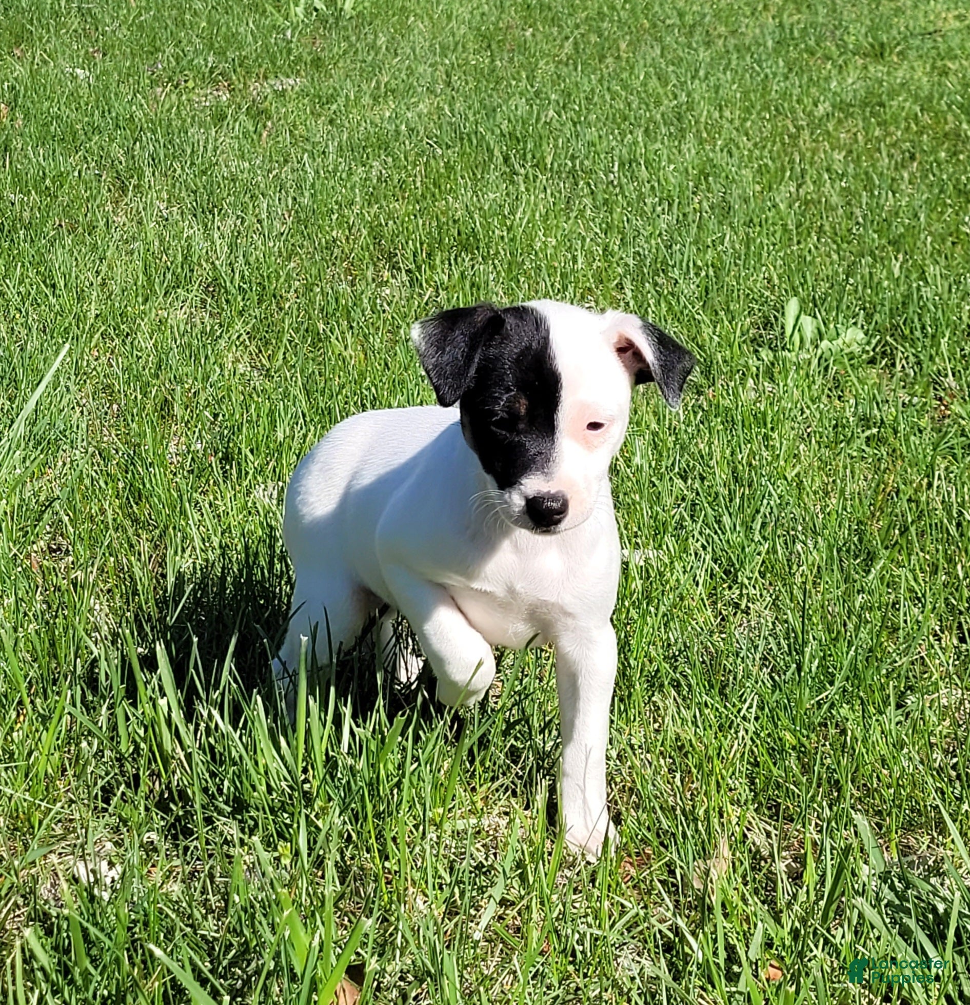Jack Russell Terrier dogs Lena Registered Purebred  - Ad 17