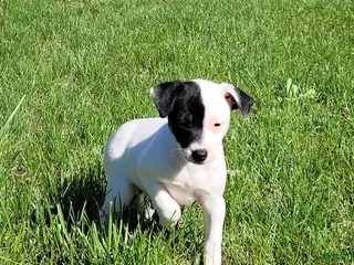 Jack Russell Terrier dogs Lena Registered Purebred - Ad 10