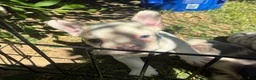 French Bulldog dogs for sale: French Bulldog Puppy 7 (standard fur) - Ad 4