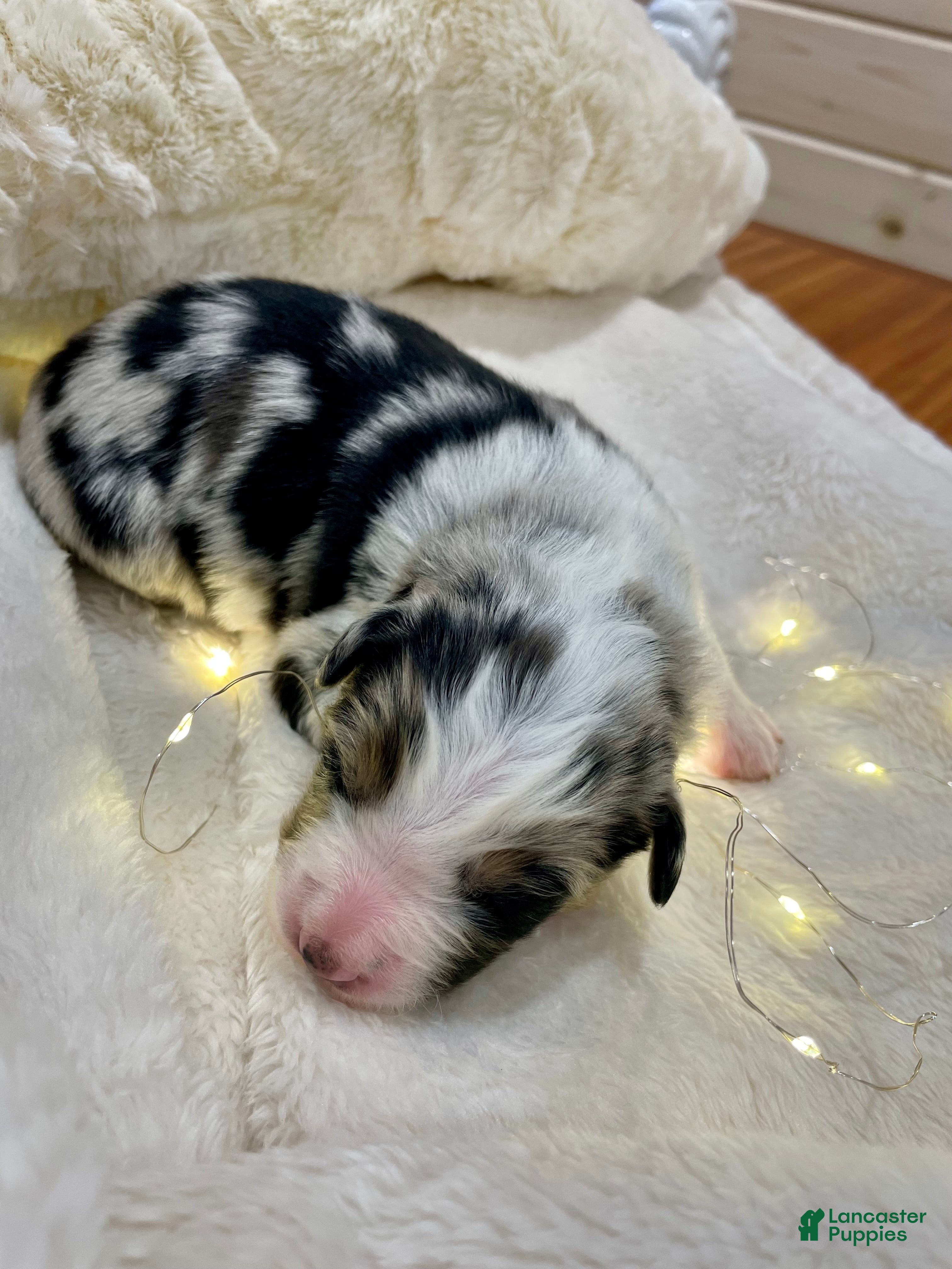 Australian Shepherd dogs Manny - Ad 37