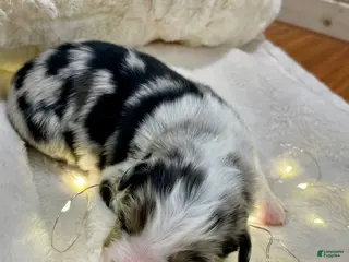 Australian Shepherd dogs Manny - Ad 37