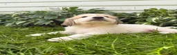 Great Pyrenees dogs for sale: Rhonda - Ad 10