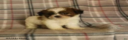 Mixed Breed dogs for sale: Ulysses - Ad 3