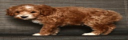 Cockapoo dogs for sale: Nicolas - Ad 8